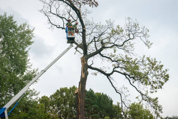 Lawn Renovation and Restoration in Canyon Lake, TX